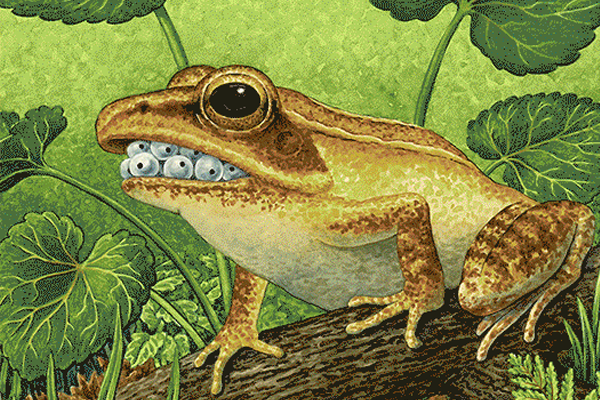 RIBBIT: The Art of the Amphibian & Reptile